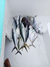 A variety of fish including Yellowtail and Snapper stored in a cooler on a fishing boat, showcasing a successful day on the water.