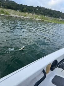 A fish is leaping out of the water during a fishing trip on a calm lake, showcasing an exciting moment of the catch.