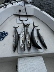 A selection of freshly caught Spanish Mackerel displayed on the deck of a fishing boat, showcasing a successful day on the water.