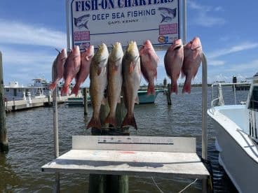 A display of freshly caught Snapper arranged on a board at a dock, showcasing a successful deep-sea fishing trip.