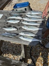 A variety of fish, including several species, laid out on a dock table, showcasing a successful fishing trip.