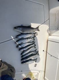 A collection of freshly caught salmon laid out on the deck of a boat, showcasing a successful fishing trip.