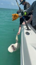 Anglers actively reeling in a large shark while fishing from a boat in clear blue waters.