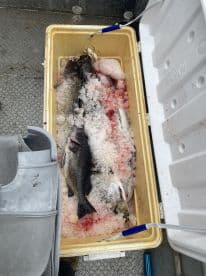 A cooler filled with various fish species, including a large catfish, packed in ice, showcasing the catch from a recent fishing trip.