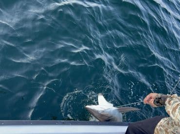 An angler reeling in a shark while fishing on a boat, showcasing the excitement of deep-sea fishing.