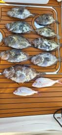 A variety of fish, including several species, displayed neatly on a boat's deck after a successful fishing trip.