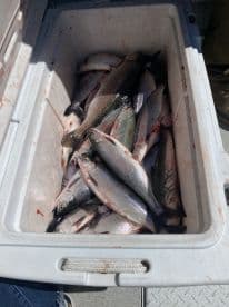 A cooler filled with freshly caught Rainbow Trout, showcasing a successful fishing trip.