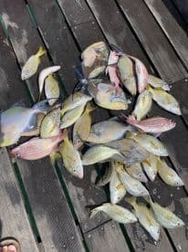 A vibrant assortment of various fish species laid out on a dock, showcasing a successful fishing trip.