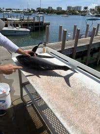 A fisherman prepares a large fish on a cleaning table at a marina, showcasing the vibrant fishing environment with boats in the background.