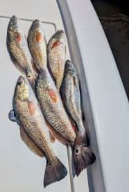 A collection of freshly caught Redfish displayed on a boat's surface, showcasing a successful fishing trip.