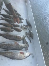 A variety of fish, including Snapper, displayed on a cleaning table by the water, showcasing a successful fishing trip.