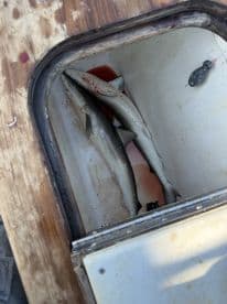Two sharks stored in a cooler on a fishing boat, showcasing a successful catch from a recent trip.