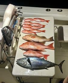 A variety of fish including Snapper and a Bluefin Tuna displayed on a cleaning table aboard a fishing boat, showcasing a successful night fishing trip.
