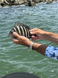 Angler holding a striped Sheepshead fish while fishing near rocky shores, showcasing a successful catch.