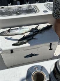 A selection of freshly caught fish, including Spanish Mackerel, displayed on a cooler aboard a fishing boat.