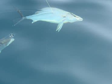 A fish is seen breaking the surface of the water, showcasing the excitement of fishing in open waters.