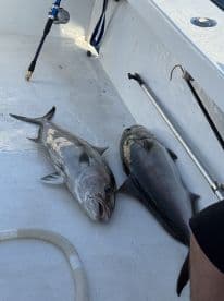 Two large fish, likely a type of grouper and a flounder, resting on the deck of a fishing boat, showcasing a successful catch.