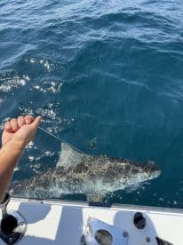 An angler reeling in a large shark while fishing offshore, showcasing the excitement of deep-sea fishing.