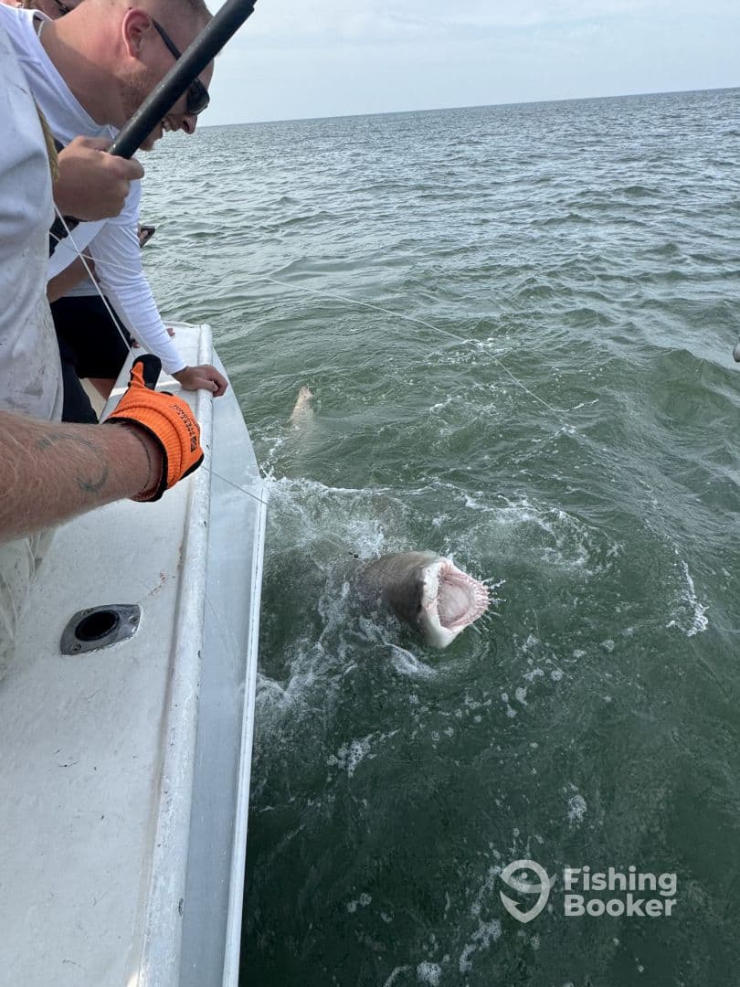 Anglers actively reeling in a large shark while fishing offshore, showcasing the excitement of deep-sea fishing.
