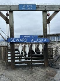 A display of freshly caught fish, including Halibut, arranged on a board at the Seward, Alaska dock, showcasing the local fishing success.