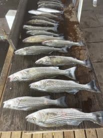 A neatly arranged display of striped bass on a wooden board at a dock, showcasing a successful fishing trip.