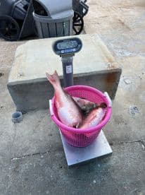 A basket filled with multiple Snapper weighing 4.48 pounds, displayed on a scale at a dockside cleaning station.