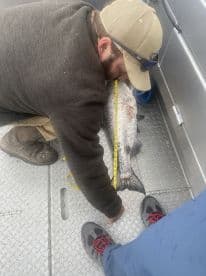 A fisherman measuring a large fish on the deck of a boat, showcasing the catch after a successful fishing trip.