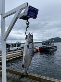 A freshly caught Salmon is displayed on a scale at the dock, showcasing the fishing success in a scenic harbor.