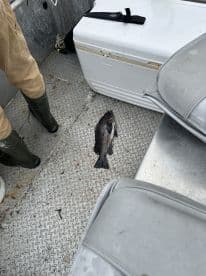 A freshly caught fish resting on the deck of a fishing boat, with a cooler visible in the background, indicating a productive day on the water.