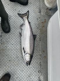 A large salmon displayed on the deck of a fishing boat, showcasing the successful catch during a fishing trip.