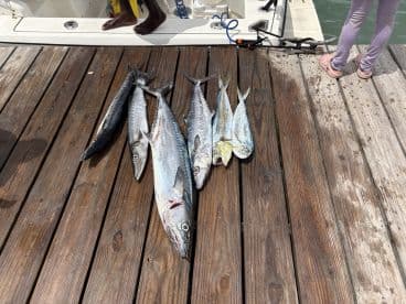 A variety of fish, including Mahi Mahi and Kingfish, displayed on a dock after a successful fishing trip.
