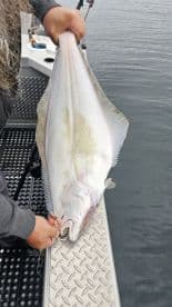 Angler holding a large Halibut while fishing from a boat, showcasing a successful catch on the water.