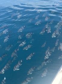 A school of fish swimming in clear blue water, showcasing a vibrant underwater scene.
