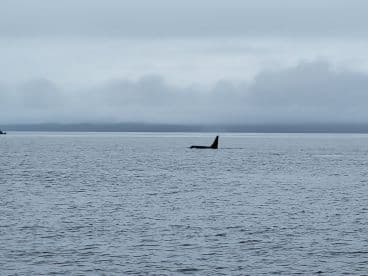 A distant view of an orca fin breaking the surface in a cloudy marine environment, showcasing the beauty of wildlife in the ocean.