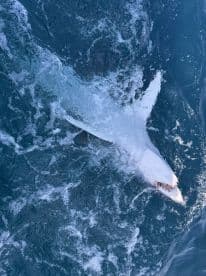A shark breaching the surface of the water, showcasing its powerful presence during a thrilling fishing adventure.