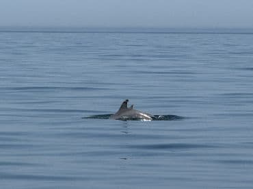 A distant view of a whale surfacing in calm waters, showcasing the serene marine environment.