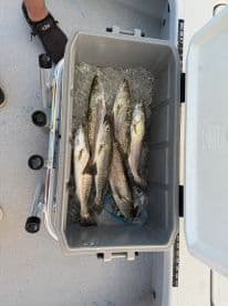 A cooler filled with several speckled trout on ice, showcasing a successful fishing trip.