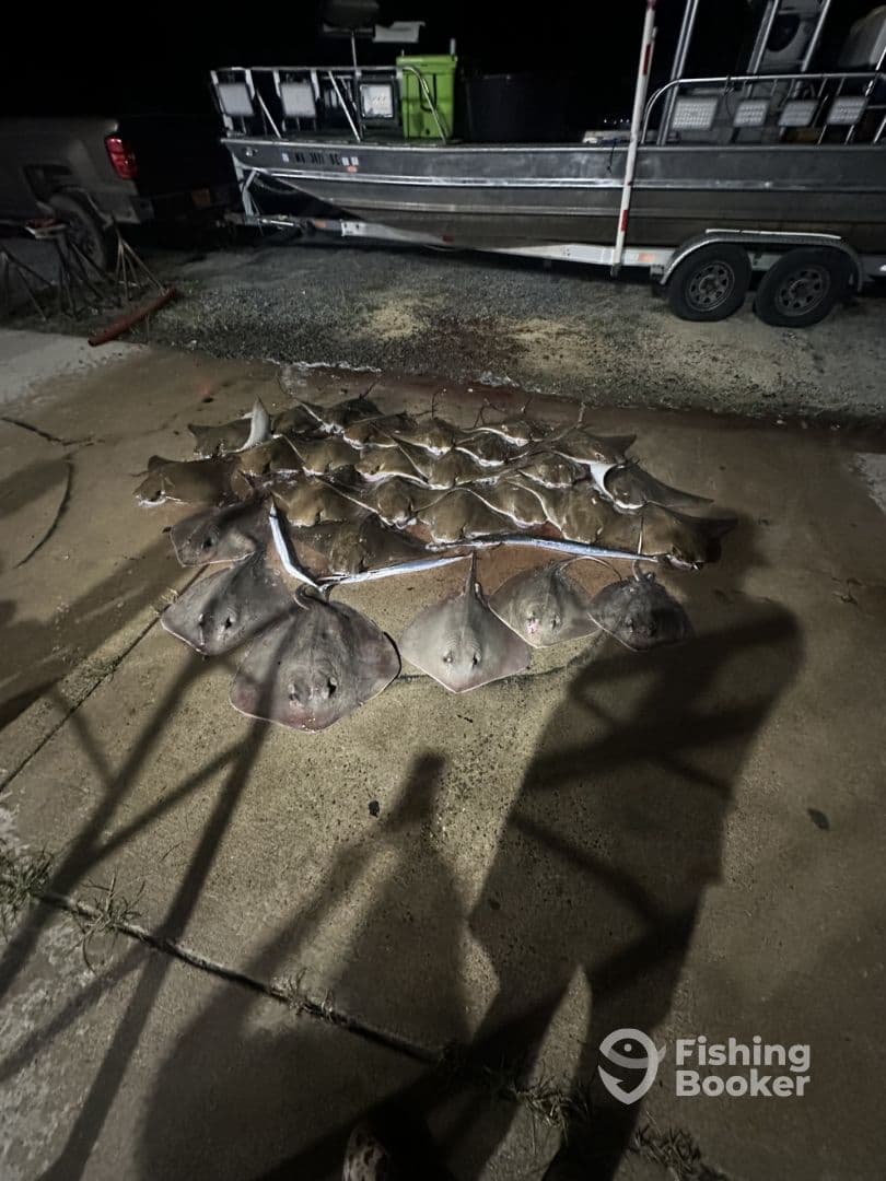 A collection of stingrays displayed on the ground after a night fishing trip, with a boat visible in the background.