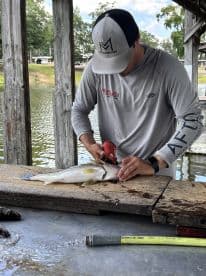 A fisherman filleting a freshly caught Largemouth Bass at a cleaning station by the water.