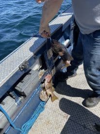 Angler reeling in two fish, showcasing a successful catch while fishing from a boat in open water.