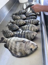 A variety of fish, including striped bass and tilapia, displayed on a cleaning table after a successful fishing trip.
