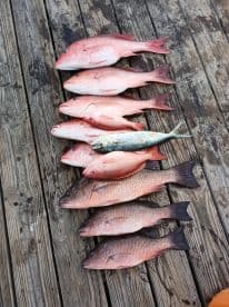 A collection of various Snapper species displayed on a wooden dock, showcasing a successful fishing trip.