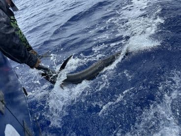 A fisherman actively reeling in a large Marlin while battling the waves in deep blue waters.