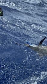 A fisherman is actively reeling in a large fish, likely a marlin, in deep blue waters, showcasing the excitement of offshore fishing.