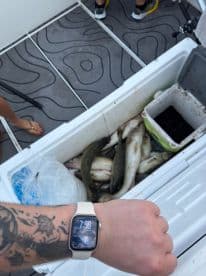 A cooler filled with various fish, including several catfish, on a fishing boat deck, showcasing a successful catch.