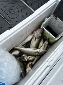 A cooler filled with freshly caught Walleye, showcasing a successful fishing trip.