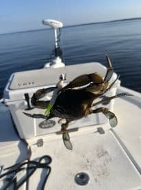 A crab is caught on a fishing line, with a boat in the background, showcasing a serene fishing environment.