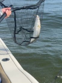 An angler is actively landing a fish using a net while on a boat, showcasing the excitement of fishing in open waters.
