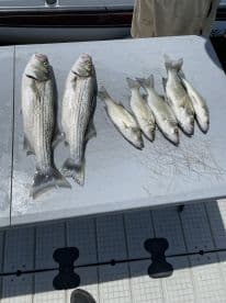 A variety of striped bass displayed on a cleaning table, showcasing a successful fishing trip on a sunny day.