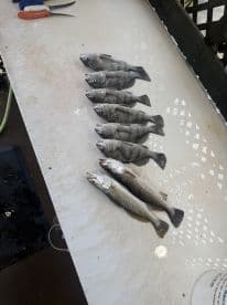 A selection of freshly caught fish, including several Speckled Trout and Black Drum, displayed on a cleaning table, showcasing a successful fishing trip.